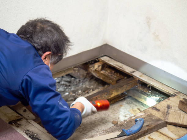 Mold Removal Process in Duquesne, PA