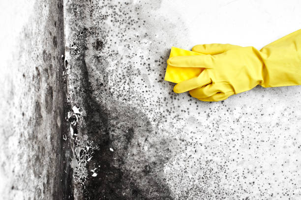 Best Mold Damage Repair  in Duquesne, PA