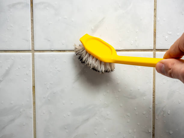 Best Mold Damage Repair  in Duquesne, PA