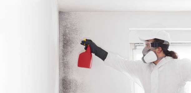 Best Certified Mold Removal  in Duquesne, PA