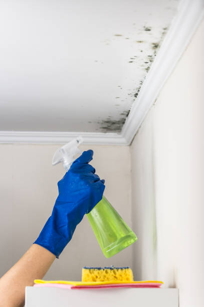 Certified Mold Removal in Duquesne, PA